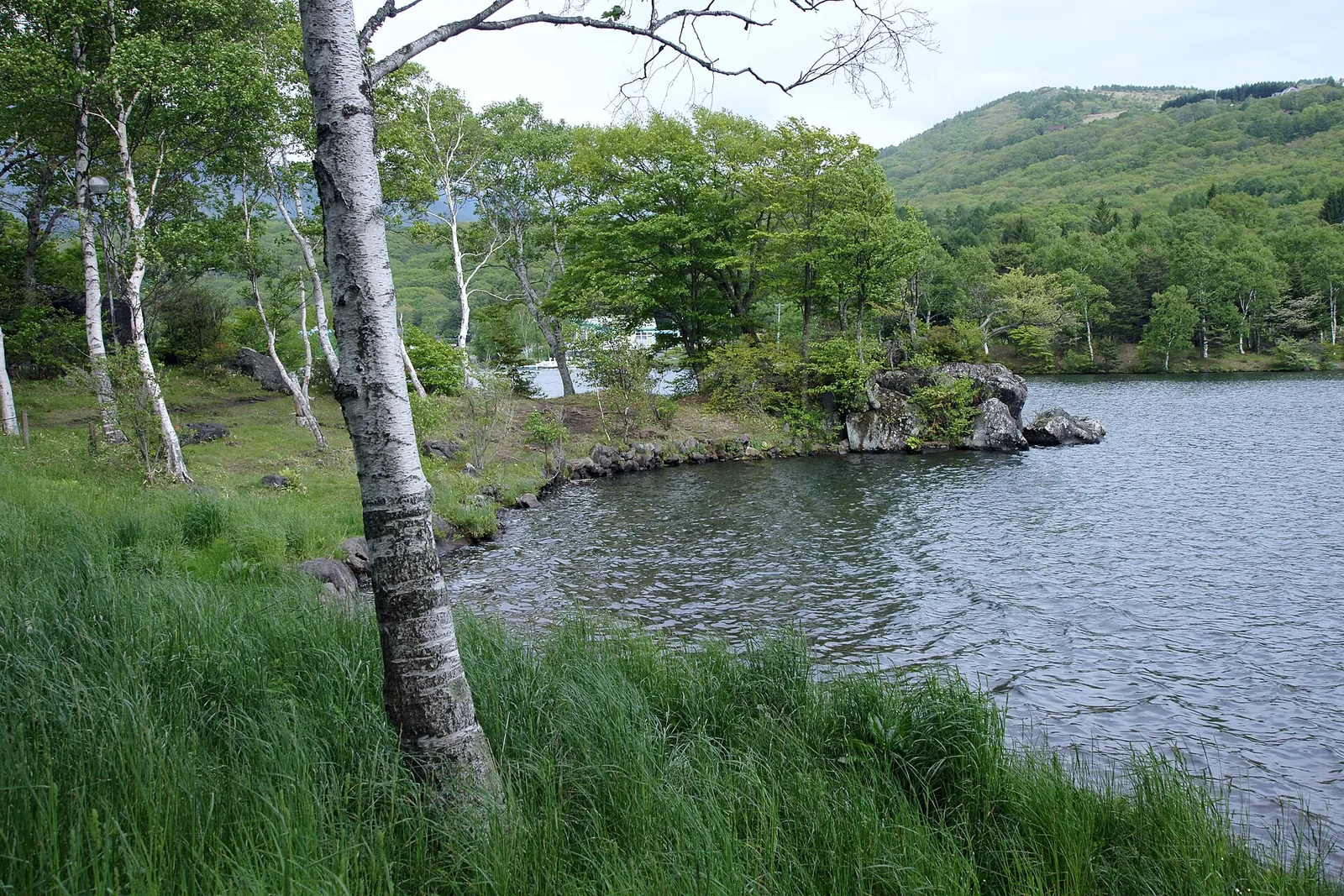白樺の木と白樺湖の湖岸